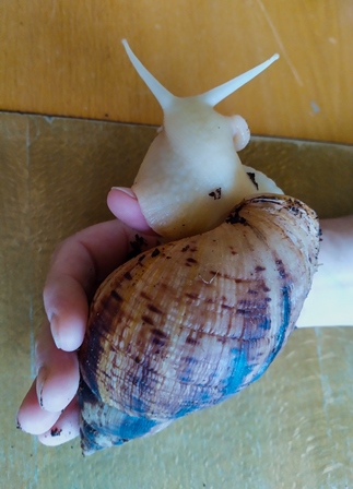 Sneci 3